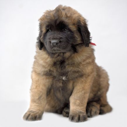 Amicusoptimus - catelus de Leonberger