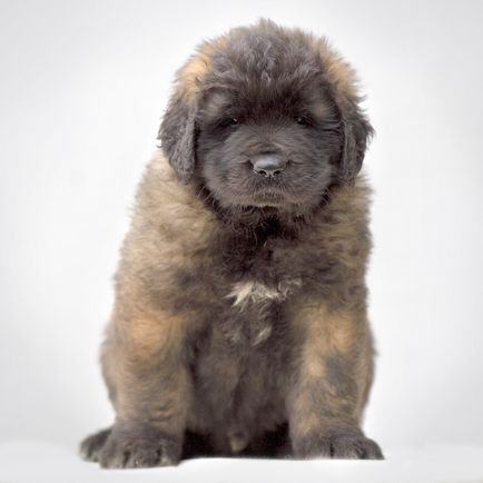 Amicusoptimus - catelus de Leonberger