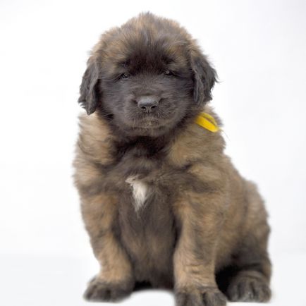 Amicusoptimus - catelus de Leonberger