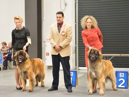 Amicusoptimus - catelus de Leonberger