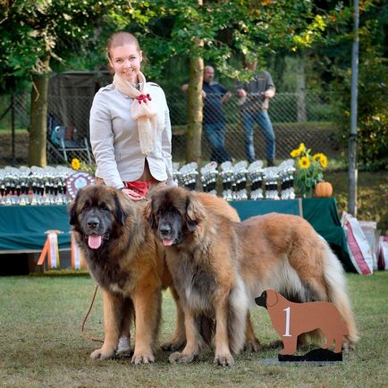 Amicusoptimus - catelus de Leonberger