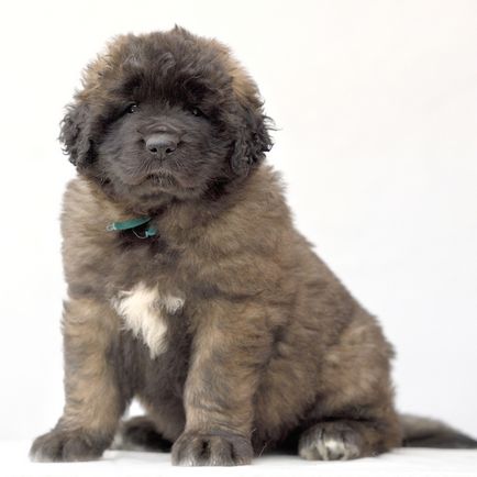 Amicusoptimus - catelus de Leonberger