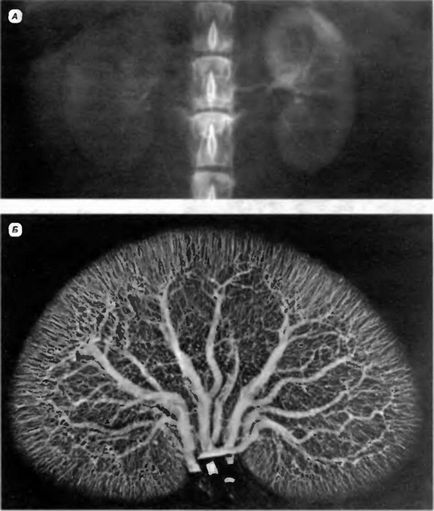 Anatomia câinelui