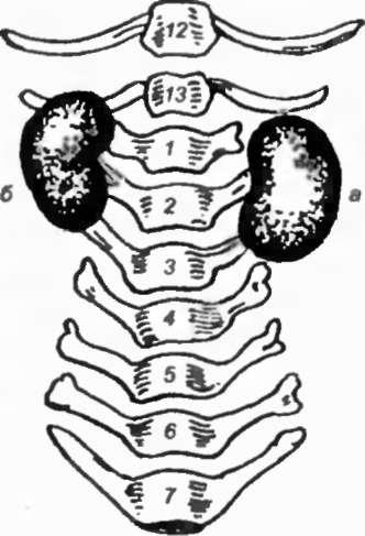 Anatomia câinelui