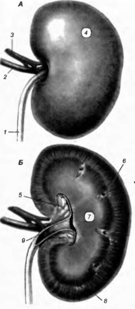 Anatomia câinelui