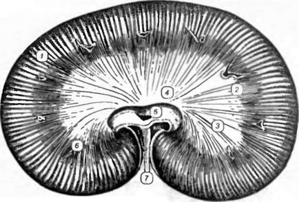 Anatomia câinelui