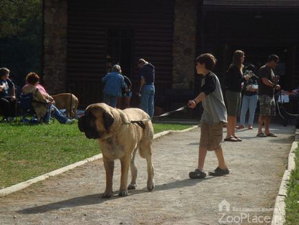 Engleză Mastiff caracteristici de conținut, alimente, fotografii, video