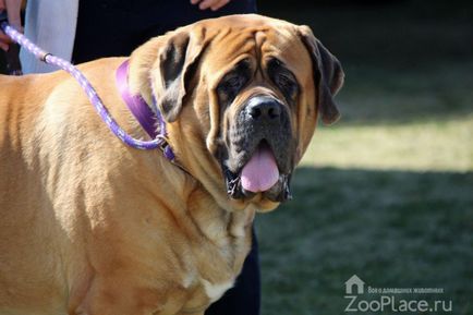 Engleză Mastiff caracteristici de conținut, alimente, fotografii, video