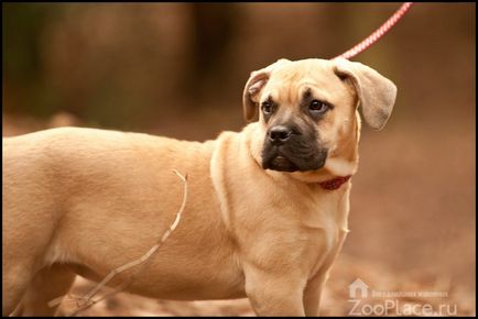 Engleză Mastiff caracteristici de conținut, alimente, fotografii, video