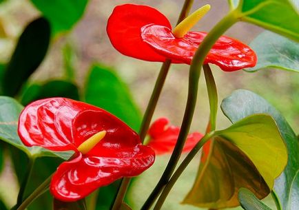 Anthurium, hogy mit kell tenni, ha a levelek sárgulnak