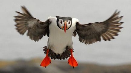 Atlantic Puffin разполага интересни факти