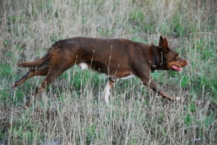 Kelpie australiană (kelpie australiană)