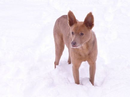 Kelpie australiană (kelpie australiană)