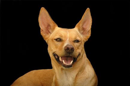 Australian Kelpie (Australian Kelpie) (Encyclopedia. Encyclopedia. Anyaga abstract) Australian Kelpie (Australian Kelpie)