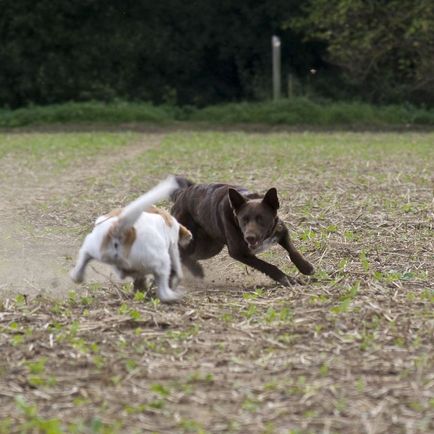 Australian Kelpie (Australian Kelpie) (Australian Kelpie) Australian Kelpie (Australian Kelpie)