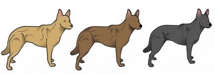 Australian Kelpie (Australian Kelpie) (Kelpie) Australian Kelpie (Australian Kelpie)