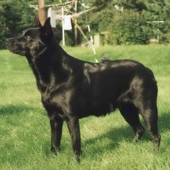 Австралійський келпі фото породи собак, характер австралійської вівчарки і її основні характеристики