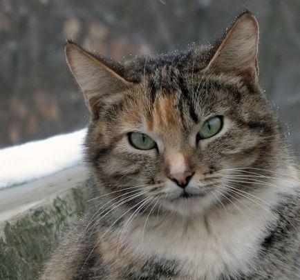 Ah, hogy mennyi a világon a macska! jó hangulat forrás (glazausi gonosz prezlye zubausi) Ah, hogy mennyi a világon a macska! Forrása a jó hangulat