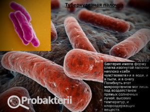 A baktérium él sok tuberkulózis kórokozója