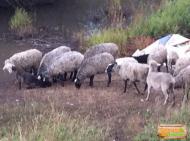 Барани та вівці в республіці Чувашія
