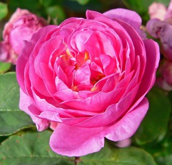 Бенгальська троянда - прикраса домашньої оранжереї