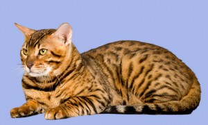 Бенгальські кішки, бенгальські коти, бенгальські кошенята - бенгальські кішки, бенгальські коти, Бенга