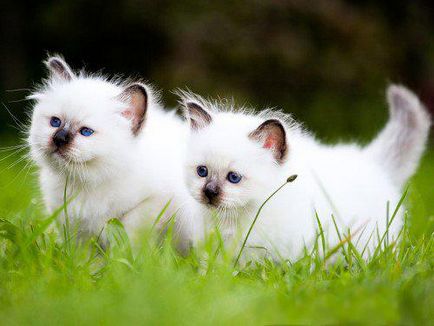 Бірманська кішка - прийнятий стандарт породи і характер тваринного