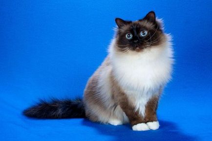 Бірманська кішка - прийнятий стандарт породи і характер тваринного