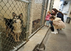 Plan de afaceri pentru un adăpost pentru animale