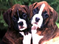 Boxer german boxer foto rasa câine boxer câine rasa fotografie câine caractere rasa