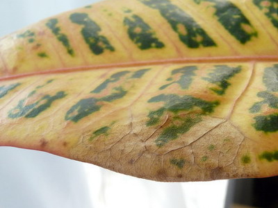 Betegségek codiaeum miért száraz, és a levelek alá