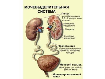 Хвороби пов'язані з сечовидільної системою
