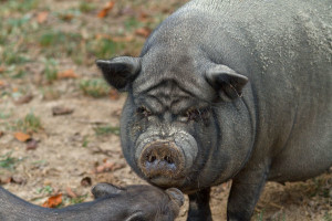Хвороби в'єтнамських свиней і їх лікування