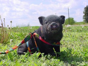 Boli ale porcilor vietnamezi și tratamentul acestora