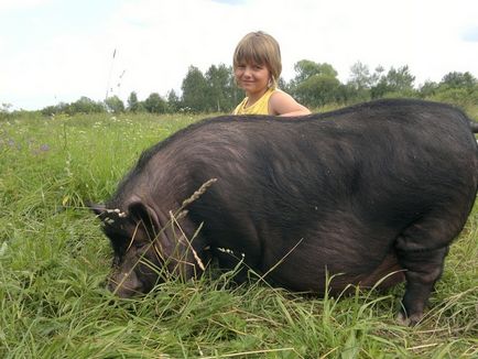 Хвороби в'єтнамських свиней симптоми і лікування, фото