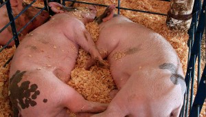 Хвороби в'єтнамських вислобрюхих свиней і профілактика захворювань