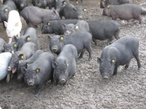 Хвороби в'єтнамських вислобрюхих свиней і профілактика захворювань