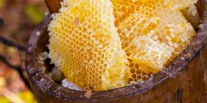 Бортьове бджільництво, бортництво, зробити борть своїми руками, професія бортник-бджоляр