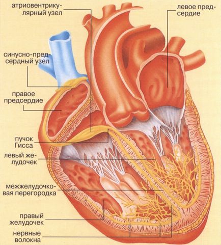 Bradycardia okai és tünetei