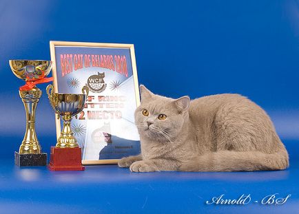Pisicile britanice sunt campioni mondiali wcf