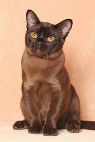 Бурма (бурманська кішка)