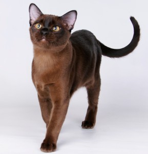 Burma (burmanskaya cat)