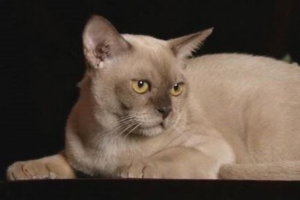 Burma (burmanskaya cat)