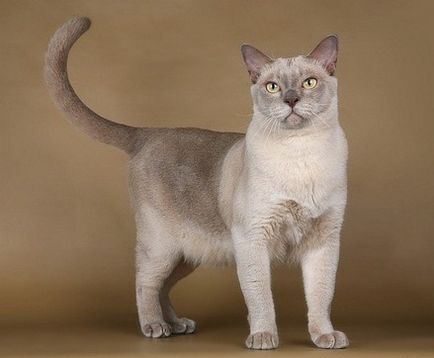 Burmansk (Birmania) - o pisică cu ochi surprinzător de expresivi și un păr irizat