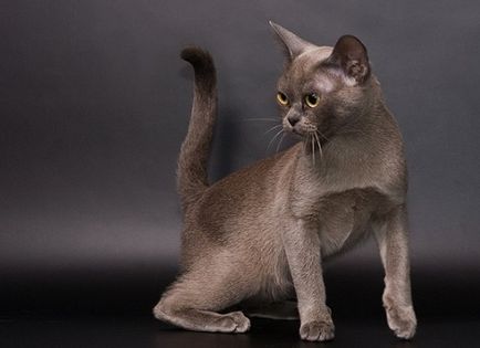 Burmansk (Birmania) - o pisică cu ochi surprinzător de expresivi și un păr irizat