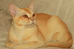 Burmai (Burma) - a macska egy csodálatosan kifejező szemekkel és csillogó gyapjú