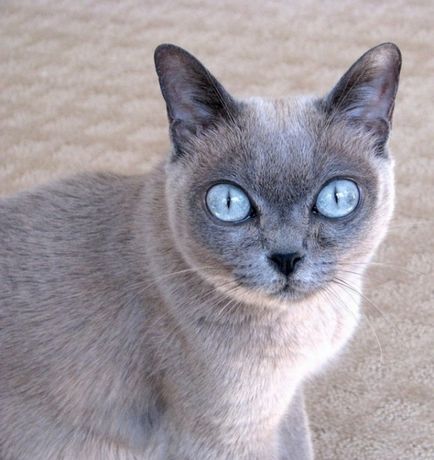 Бурманська кішка, опис породи, характер, ціна