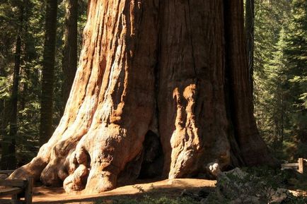 Sequoia - cel mai înalt copac de pe pământ