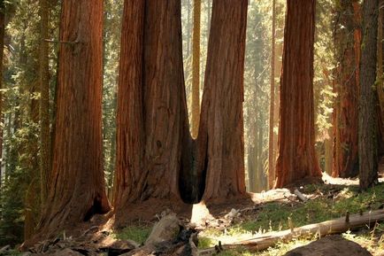 Sequoia - cel mai înalt copac de pe pământ