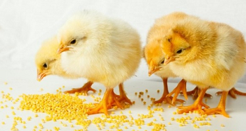 Чим годувати курчат, щоб вони швидше росли